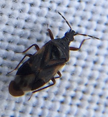 Anthocoris