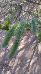 Salix