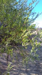 Salix