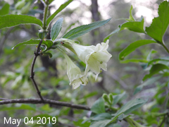 Weigela subsessilis