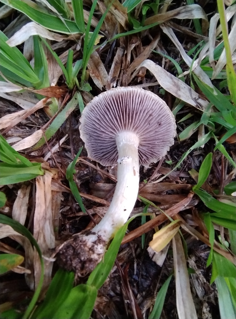 Stropharia coronilla · May 2024 · photo: © lelacappelli (iNaturalist, cc0)