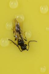 Diapriinae