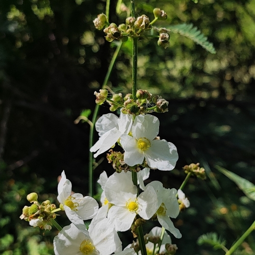 Amazon sword plant (Echinodorus paniculatus)