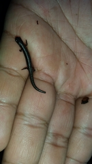 Terrestrial Flat-Footed Salamander photo 4