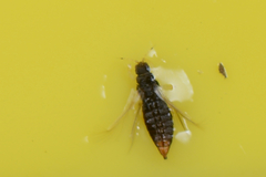 Heliothrips haemorrhoidalis