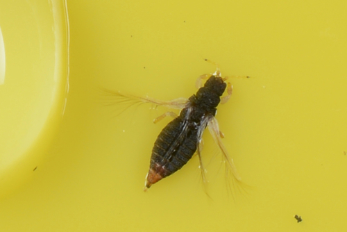 Greenhouse Thrips photo 6