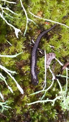 Terrestrial Splayfoot Salamander