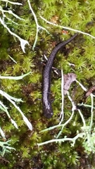 Terrestrial Flat-Footed Salamander photo 5