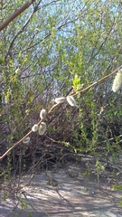 Salix