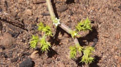 Chorizanthe procumbens