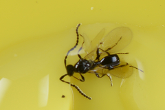 Diapriinae