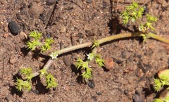 Chorizanthe procumbens