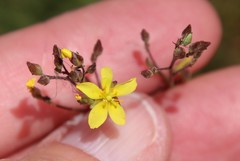 Crocanthemum scoparium