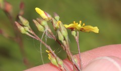 Crocanthemum scoparium