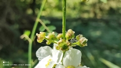 Aquarius paniculatus, photograph Thomaz Ricardo Favreto Sinani, CC BY, iNaturalist via GBIF