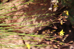 Crocanthemum scoparium