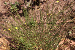 Crocanthemum scoparium