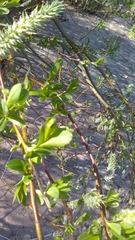 Salix