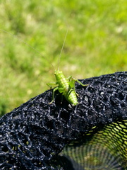 Tettigonia