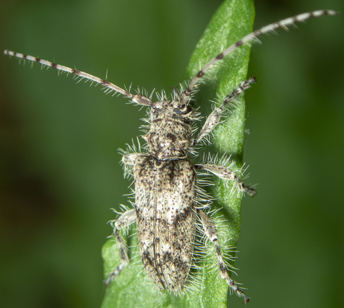 Lophopogonius crinitus