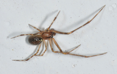 Theridion murarium