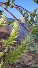 Salix