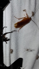 Parcoblatta virginica