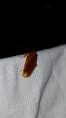 Parcoblatta virginica