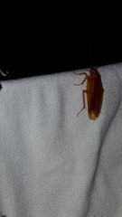 Parcoblatta virginica