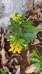Cestrum oblongifolium