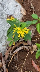 Cestrum oblongifolium