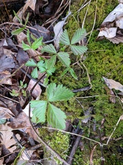 Rubus pubescens