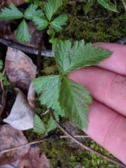 Rubus pubescens