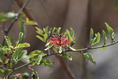 Passiflora mexicana