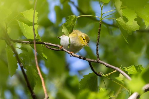 Mosquitero silbador (Phylloscopus sibilatrix)