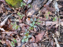 Rubus pubescens