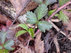 Rubus pubescens