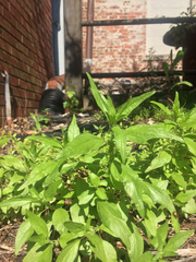 Parietaria pensylvanica