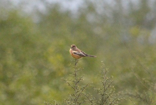 Cinnamon Warbling Finch (Poospiza ornata), photo 4