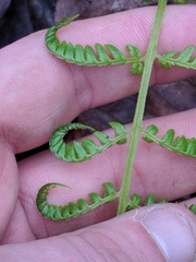 Deparia acrostichoides