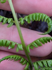 Deparia acrostichoides