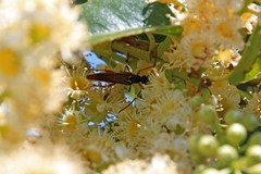 Neobellamira delicata