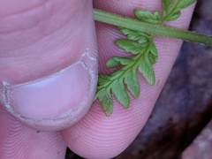 Deparia acrostichoides