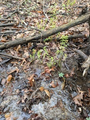 Deparia acrostichoides