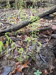 Deparia acrostichoides