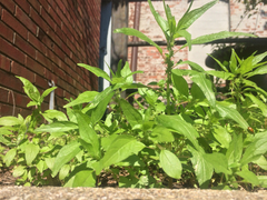 Parietaria pensylvanica