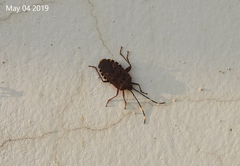 Urochela quadrinotata