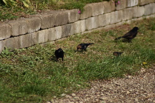 Brown-headed Cowbird photographed in Massachusetts
