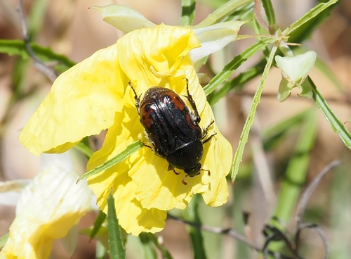 Kern's Flower Scarab photo 5