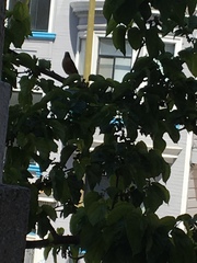 Turdus migratorius